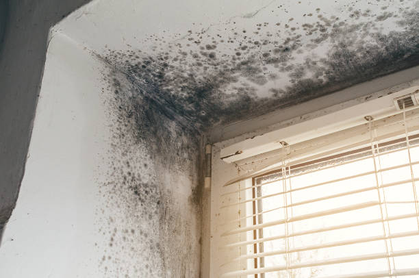 Affordable Mold Cleanup solutions in Woodinville, WA